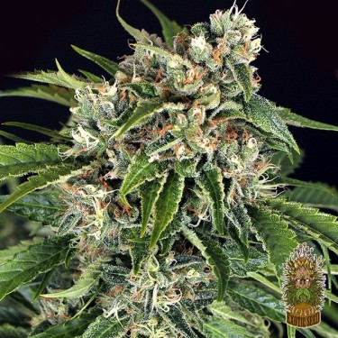 Compre Sir Jack Auto Pure CBD Exotic Seed - GB