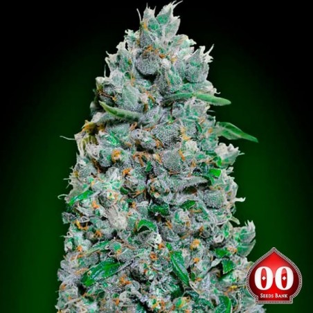 Comprar Auto Afghan Mass XXL de 00 Sementes - GB