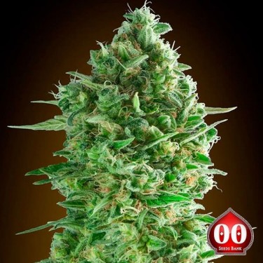 Do-Si-Dos Cookies 00 Sementes - GB The Green Brand