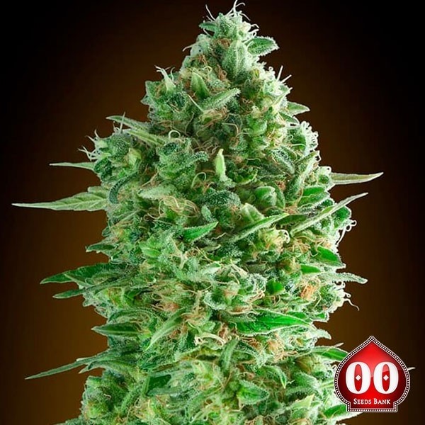View Do-Si-Dos Cookies 00 Sementes - GB The Green Brand