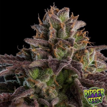 Comprar Kmintz Ripper Seeds Feminizada - GB The Green Brand