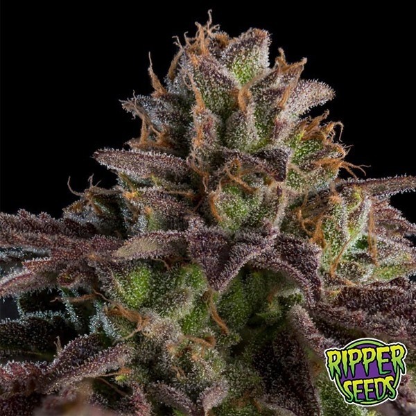 View Comprar Kmintz Ripper Seeds Feminizada - GB The Green Brand