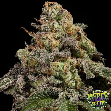 Planta de maconha OMG