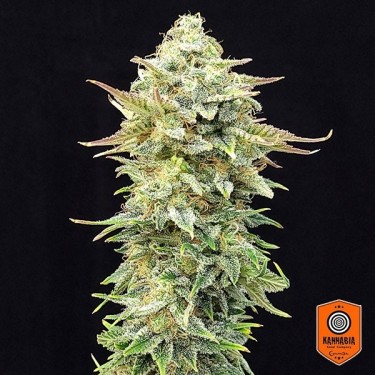 Comprar Abacaxi Edição de Sonho Kannabia Seed - GB