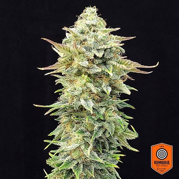 View Comprar Abacaxi Edição de Sonho Kannabia Seed - GB