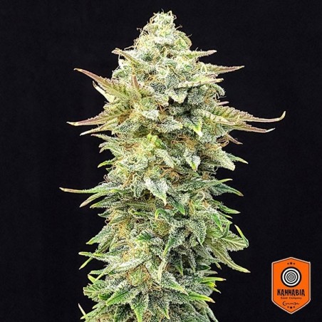 Comprar Abacaxi Edição de Sonho Kannabia Seed - GB