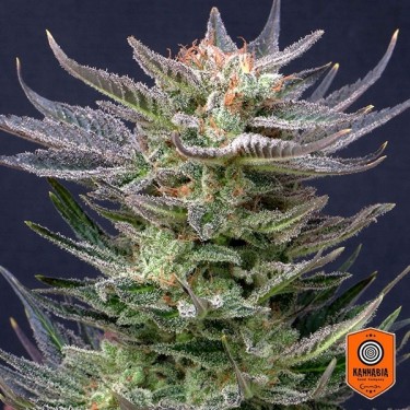 View Comprar Purple Dream Auto Edition da Kannabia Seed - GB