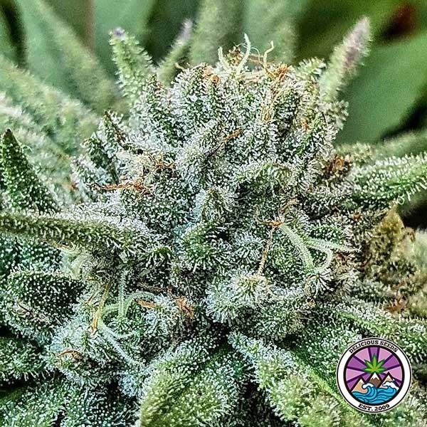 View Compre Lord Kush de Delicious Seeds - GB