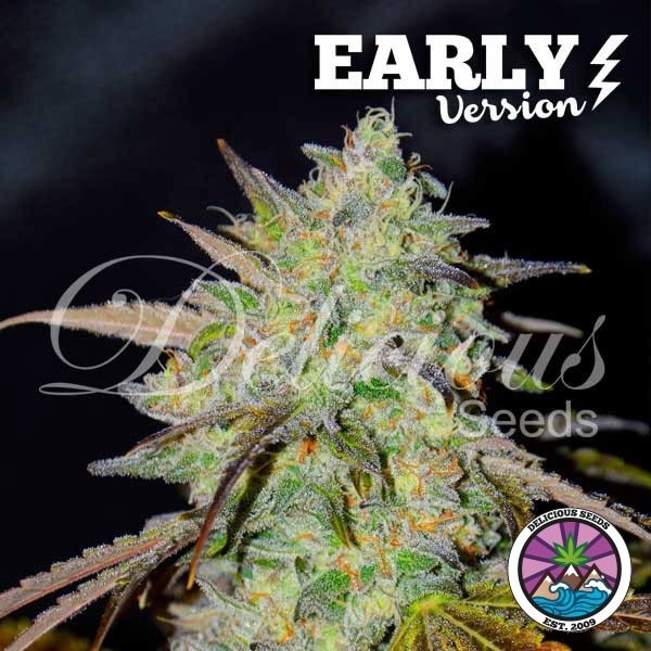 View Marmalate Early Version Delicious Seeds - GB The Green Brand