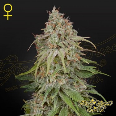 Comprar Green House Seeds GH Amnésia - GB The Green Brand