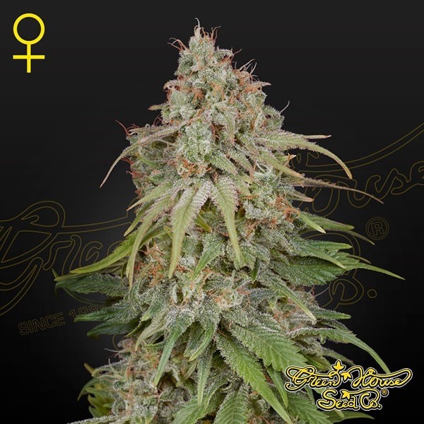 View Comprar Green House Seeds GH Amnésia - GB The Green Brand