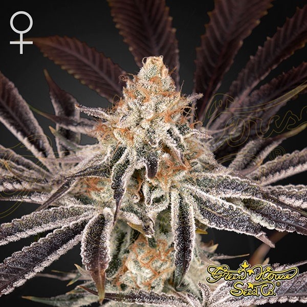 View Comprar Sementes de Green House Seeds Dark Phoenix - GB The Green Brand