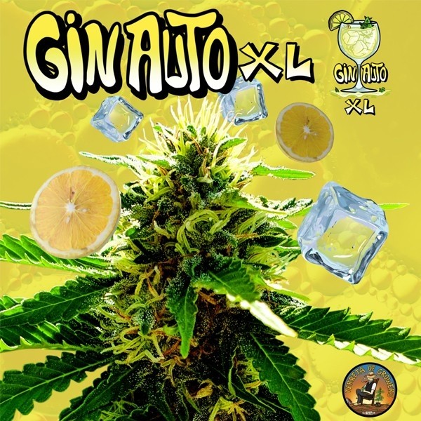 View Gin Auto XL de Terreta de Produtores - GB A Marca Verde
