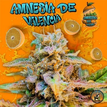 Amnésia de Valência