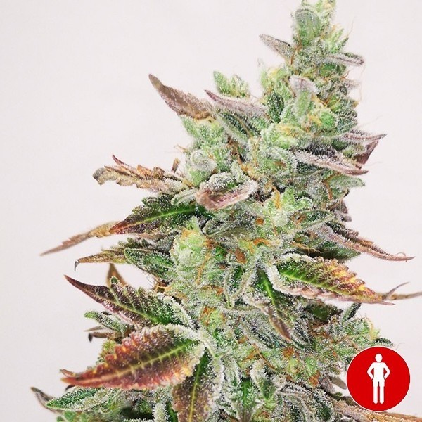 View Comprar Banana Purp Medical Seeds - GB