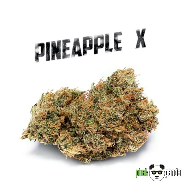 View Abacaxi X por Phat Panda. Cepa Feminizada - GB The Green Brand