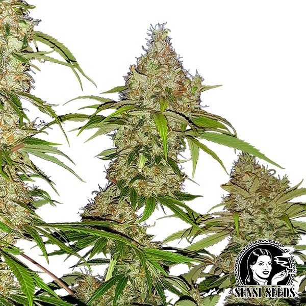 View Banana Kush Bolo Feminizado Sensi Sementes - GB The Green Brand