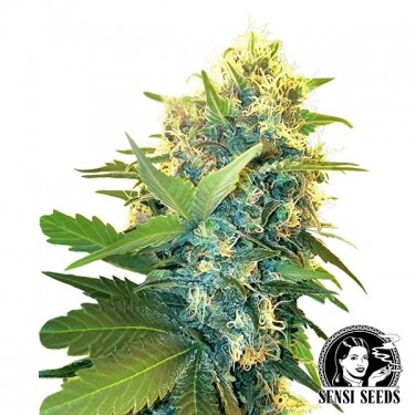 Duplo Kush Bolo feminino Sensi Sementes - GB The Green Brand