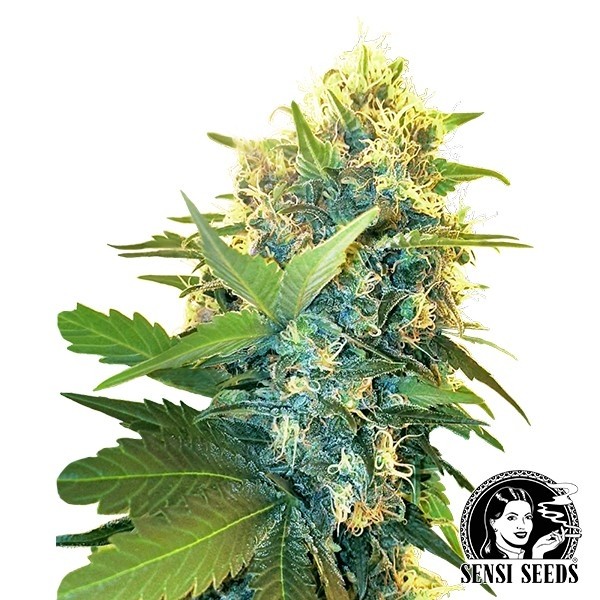 View Duplo Kush Bolo feminino Sensi Sementes - GB The Green Brand