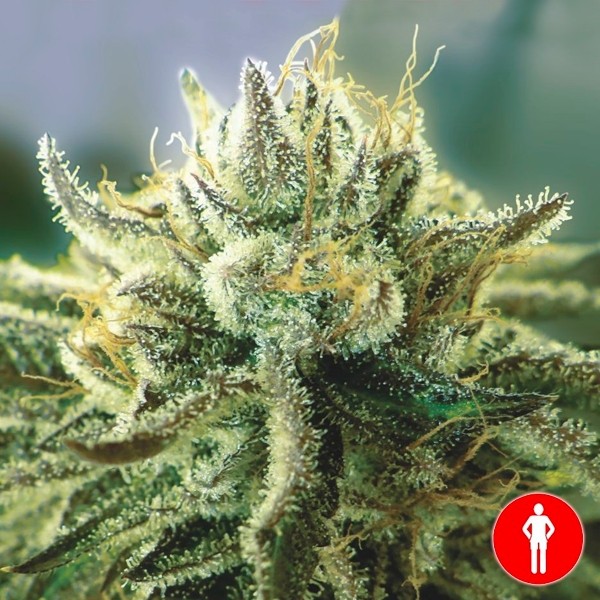 View Canadian Kush 2.0