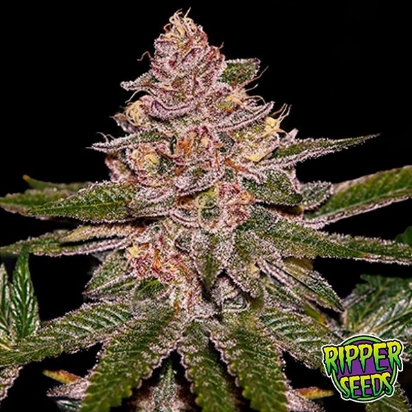 Sementes Radical Juice de Ripper Seeds - GB The Green Brand