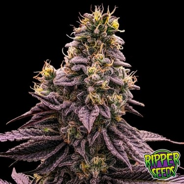 Sementes Zombie Bride de Ripper Seeds - GB The Green Brand