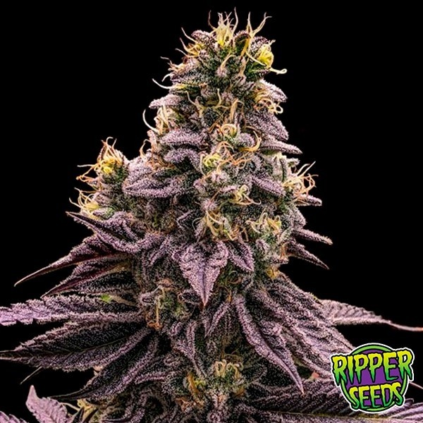 View Sementes Zombie Bride de Ripper Seeds - GB The Green Brand