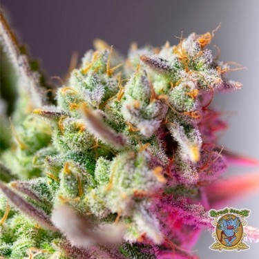 Sweet Mimosa XL Auto Sementes - GB A Marca Verde