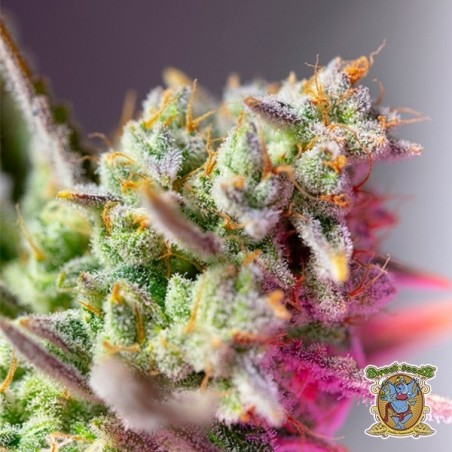 Sementes Sweet Mimosa XL Auto - GB The Green Brand