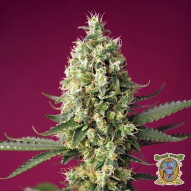Comprar Skywalker OG Runtz XL Auto strain- GB The Green Brand