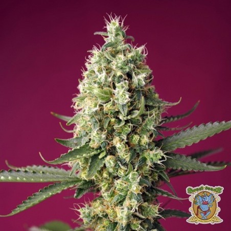 Comprar Skywalker OG Runtz XL Auto strain- GB The Green Brand