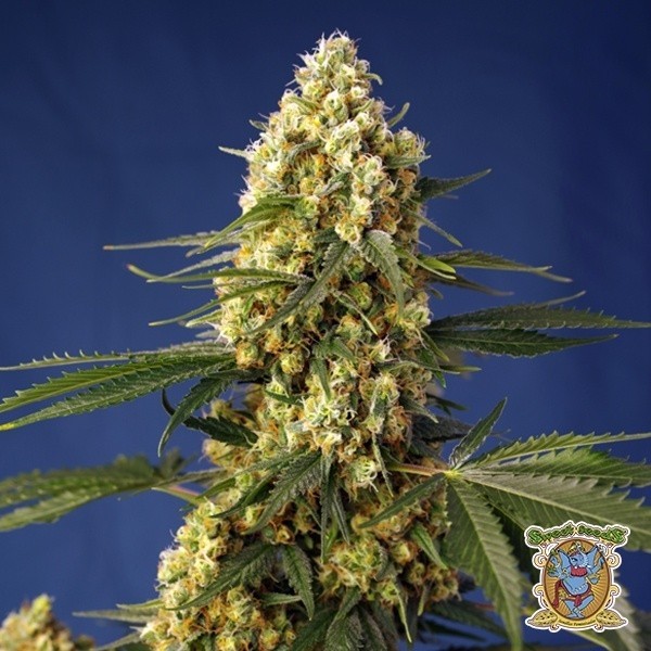 View Strawberry Banana Gelato XL Auto - GB A marca verde
