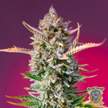 Sementes Gorilla Sherbet F1 Versão rápida - GB The Green Brand