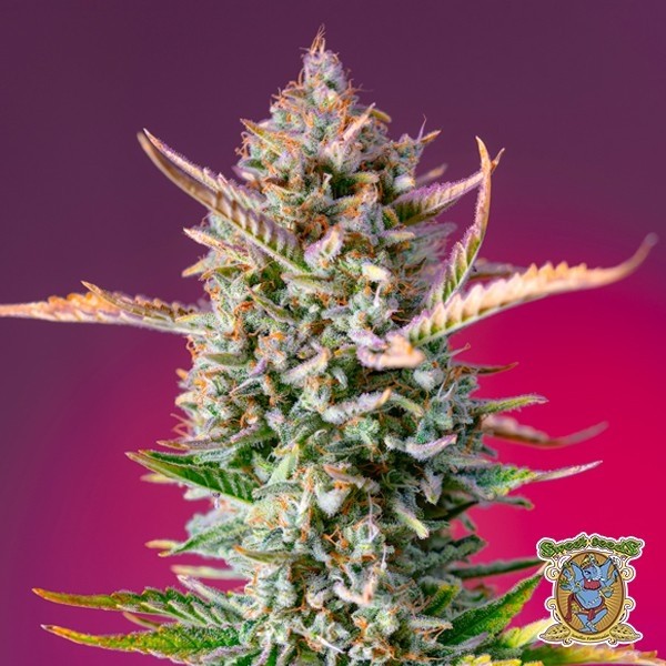 Sementes Gorilla Sherbet F1 Fast Version - GB The Green Brand