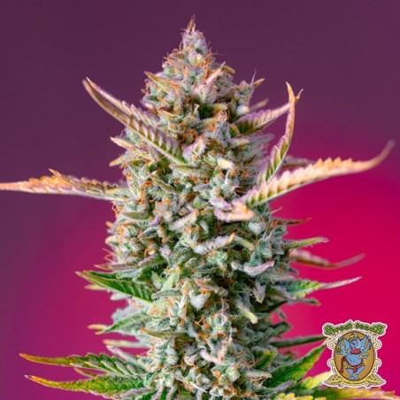 Sementes Gorilla Sherbet F1 Fast Version - GB The Green Brand