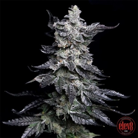 Apple Fritter da Granny por Elev8 Sementes - GB A marca verde