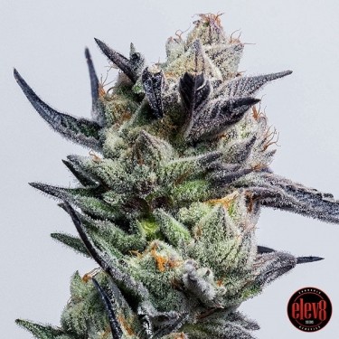 View Huckleberry Punch da Elev8 Seeds - GB The Green Brand