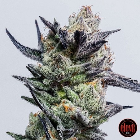 Huckleberry Punch da Elev8 Seeds - GB The Green Brand