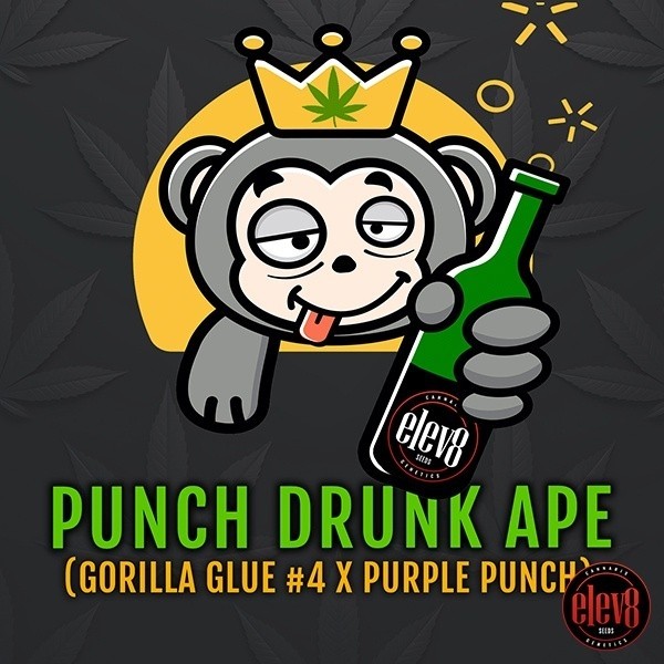 Punch Drunk Ape da Elev8 Seeds - GB The Green Brand