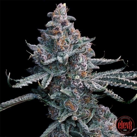 Sementes de Runtz of Eden da Elev8 Seeds - GB The Green Brand