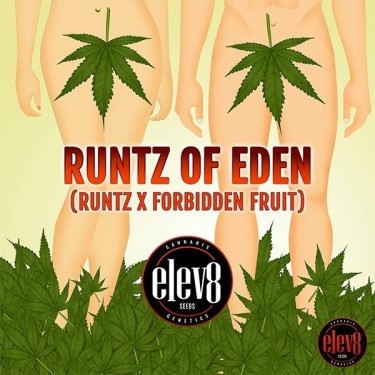 Sementes de Runtz of Eden da Elev8 Seeds - GB The Green Brand