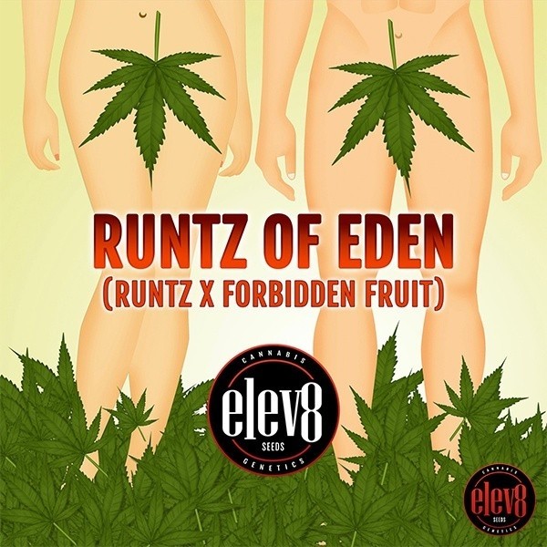 Sementes de Runtz of Eden da Elev8 Seeds - GB The Green Brand