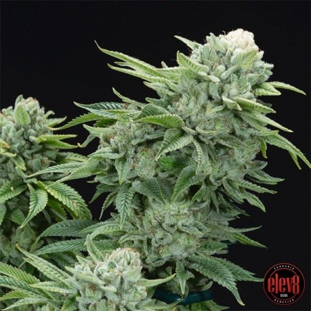 Gorilla Glue 4 S1 da Elev8 Seeds - GB The Green Brand