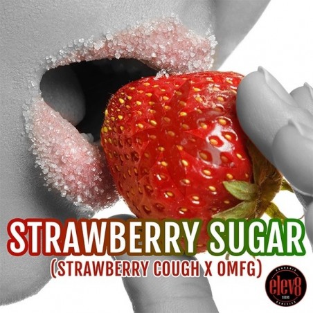 Strawberry Sugar da Elev8 Seeds - GB The Green Brand