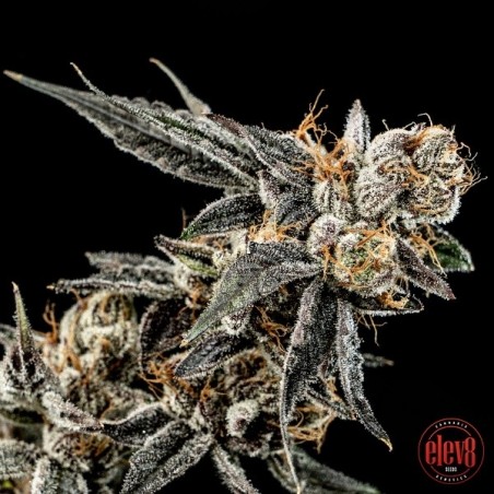 Sementes de Gelato Punch da Elev8 Seeds - GB The Green Brand