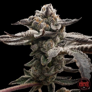 Sementes de Tangie Candie da Elev8 Seeds - GB The Green Brand