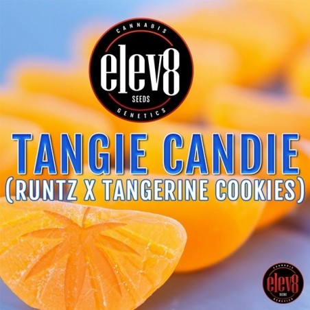 Sementes de Tangie Candie da Elev8 Seeds - GB The Green Brand