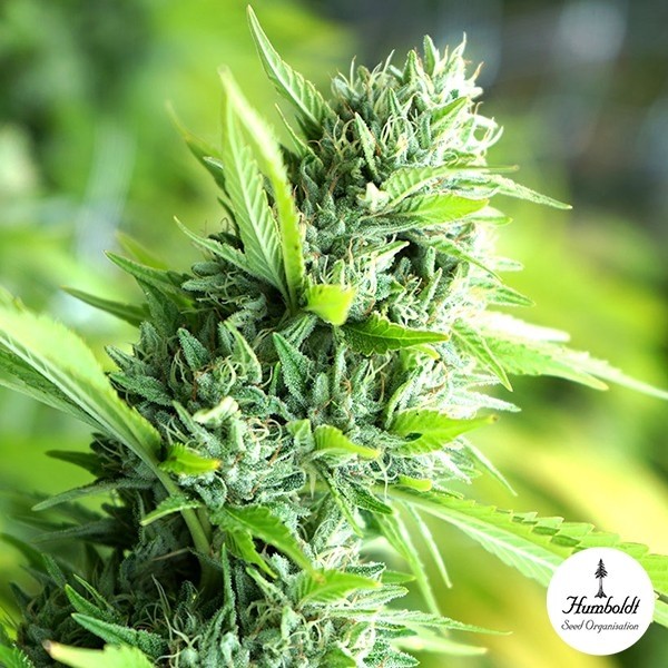 View Banana Sapphire de Humboldt Sementes - GB A Marca Verde