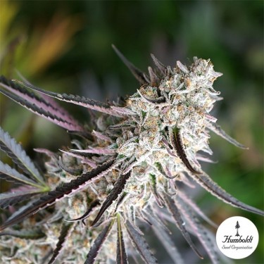 Florida Gaspack da Humboldt Seeds - GB The Green Brand