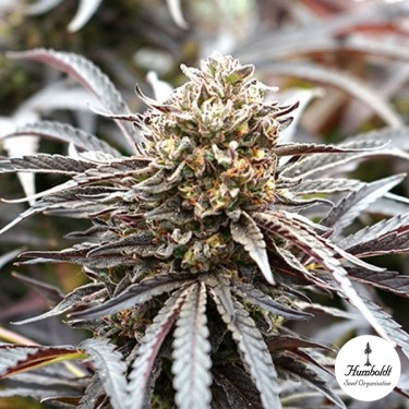 Fantasma de NYC por Humboldt Seeds - GB A marca verde